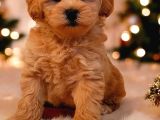 Tooy Poodle Cinsi Kıpkırmızı Red Mini Boy