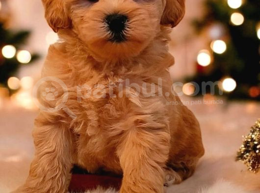 Tooy Poodle Cinsi Kıpkırmızı Red Mini Boy görsel