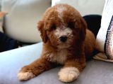 Kahve Tonlu Puppy Kıvırcık Tüylü MALTİPO CİNSİ Yavrular