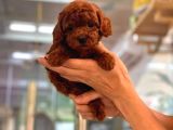 Show Kali̇te Toy Poodle Yavrulari