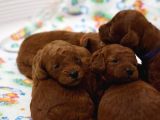 Show Kali̇te Toy Poodle Yavrulari