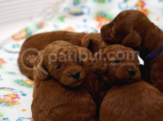 Show Kali̇te Toy Poodle Yavrulari görsel