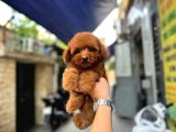 En Sevimli Red Brown Toy Poodle Yavrular