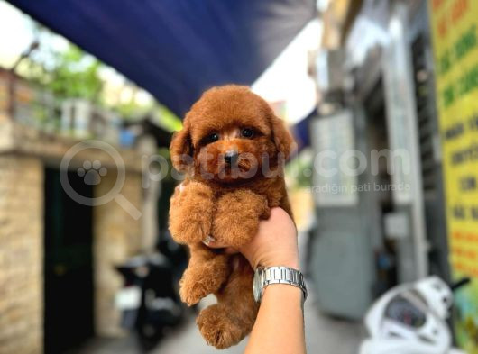 En Sevimli Red Brown Toy Poodle Yavrular görsel