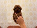 SHOW KALİTE TOY POODLE YAVRULARI