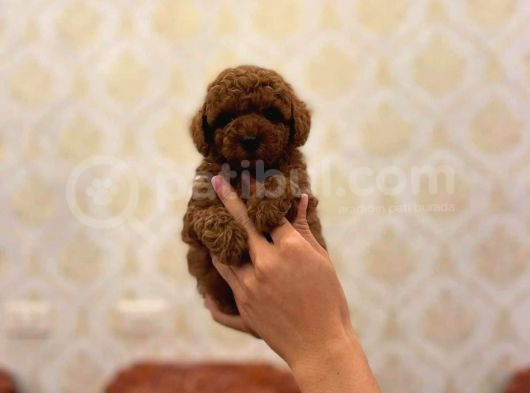 Show Kali̇te Toy Poodle Yavrulari