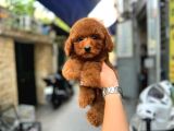 en sevimli Red Brown Toy Poodle Yavrular
