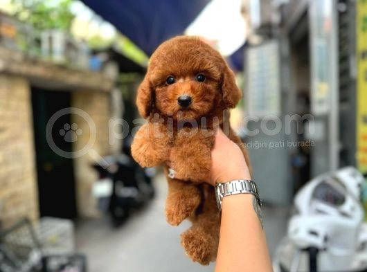 En Sevimli Red Brown Toy Poodle Yavrular
