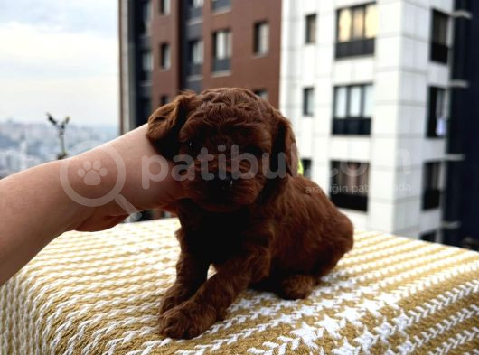 Teacup Babadan Dişi Koyu Bebek görsel