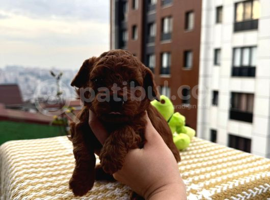 Teacup Babadan Dişi Koyu Bebek görsel