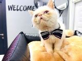 Safkan Basik Burun Erkek Persi̇an İran Yavrumuz