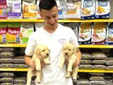 Golden Retriever Yavrularımız Evinizin Neşesi Olacaktır