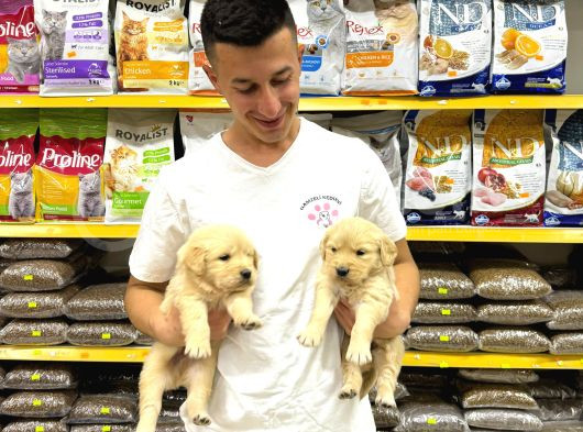 Golden Retriever Yavrularımız Evinizin Neşesi Olacaktır görsel