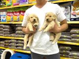 Golden Retriever Yavrularımız Evinizin Neşesi Olacaktır