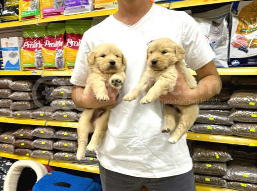 Golden Retriever Yavrularımız Evinizin Neşesi Olacaktır görsel
