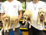 Golden Retriever Yavrularımız Evinizin Neşesi Olacaktır