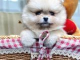 Ori̇ji̇nal Safkan Pomerani̇an Boo Yavrularimiz Her Renk Mevcut