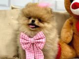 Secereli̇ Ori̇ji̇nal Teddy Bear Yavrularimiz