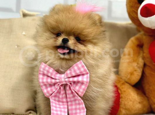Secereli̇ Ori̇ji̇nal Teddy Bear Yavrularimiz görsel