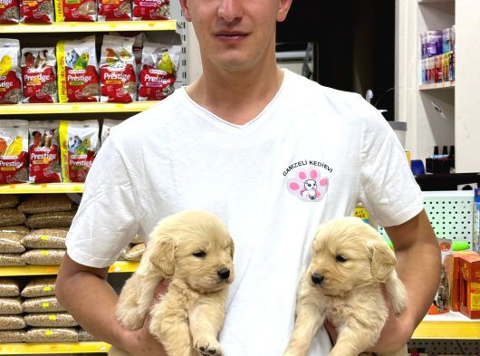 Golden Retriever Yavrularımız Evinizin Neşesi Olacaktır görsel