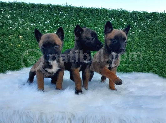 Belçika Malinois Kurdu K9 Yavrularımız görsel