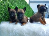 Belçika Malinois Kurdu K9 Yavrularımız