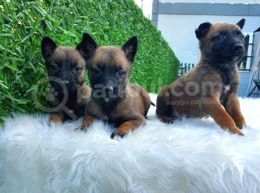 Belçika Malinois Kurdu K9 Yavrularımız