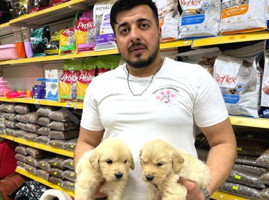 Golden Retriever Yavrularımız Evinizin Neşesi Olacaktır görsel