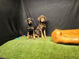 Club K9 Güvencesiyle Güçlü Ve Sadık Doberman Yavruları