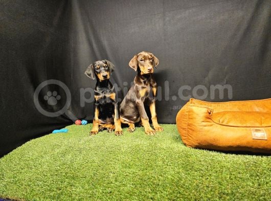 Club K9 Güvencesiyle Güçlü Ve Sadık Doberman Yavruları görsel