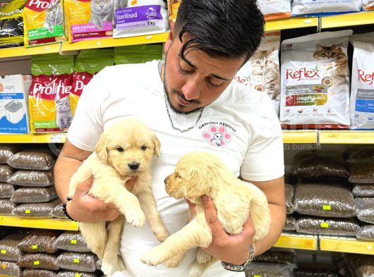 Golden Retriever Yavrularımız Evinizin Neşesi Olacaktır görsel
