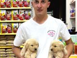 Golden Retriever Yavrularımız Evinizin Neşesi Olacaktır