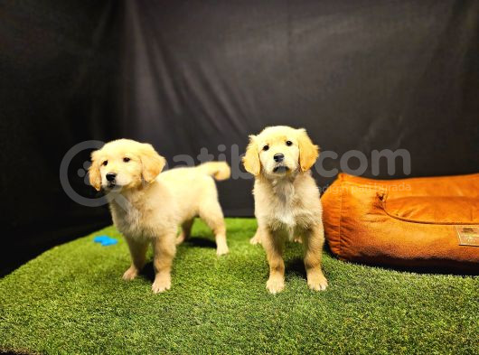 Club K9 Güvencesiyle Safkan Golden Retriever Yavruları görsel