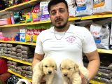 Golden Retriever Yavrularımız Evinizin Neşesi Olacaktır