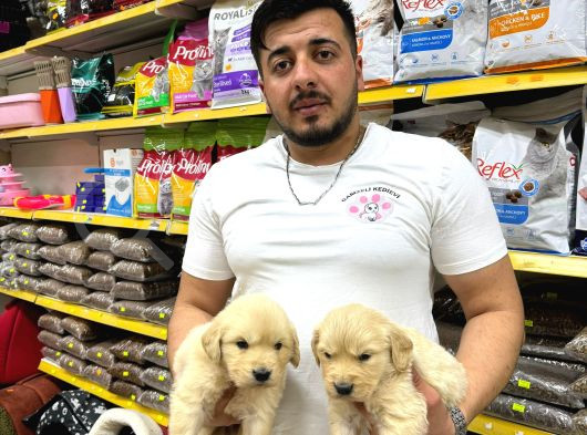Golden Retriever Yavrularımız Evinizin Neşesi Olacaktır görsel