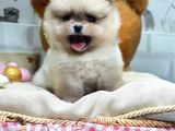 Ori̇ji̇nal Safkan Pomerani̇an Boo Yavrularimiz Her Renk Mevcut