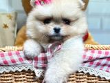 Ori̇ji̇nal Safkan Pomerani̇an Boo Yavrularimiz Her Renk Mevcut