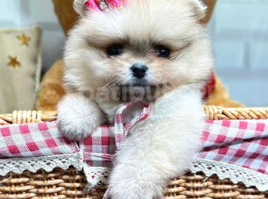 Ori̇ji̇nal Safkan Pomerani̇an Boo Yavrularimiz Her Renk Mevcut görsel