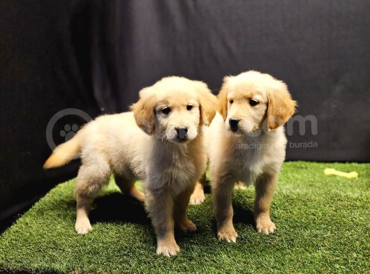 Club K9 Güvencesiyle Safkan Golden Retriever Yavruları görsel