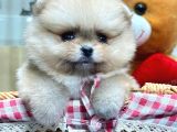 Ori̇ji̇nal Safkan Pomerani̇an Boo Yavrularimiz Her Renk Mevcut