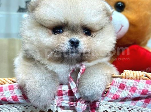 Ori̇ji̇nal Safkan Pomerani̇an Boo Yavrularimiz Her Renk Mevcut görsel