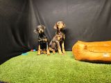 Club K9 Güvencesiyle Güçlü Ve Sadık Doberman Yavruları