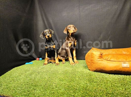 Club K9 Güvencesiyle Güçlü Ve Sadık Doberman Yavruları görsel