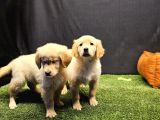 Club K9 Güvencesiyle Safkan Golden Retriever Yavruları
