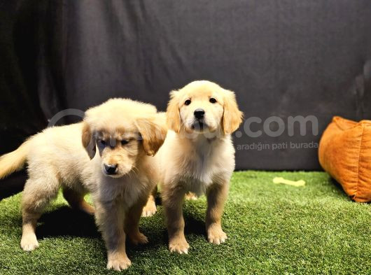 Club K9 Güvencesiyle Safkan Golden Retriever Yavruları