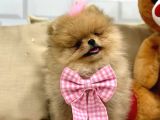 SECERELİ ORİJİNAL TEDDY BEAR YAVRULARIMIZ