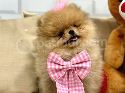 Secereli̇ Ori̇ji̇nal Teddy Bear Yavrularimiz