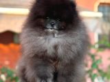 Özel Renk Teddy Bear Face Pomerani̇an Boo