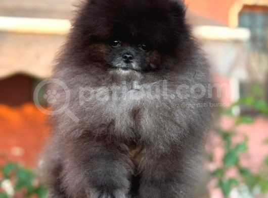 Özel Renk Teddy Bear Face Pomerani̇an Boo görsel