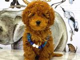 Tooy poodle cinsi yavrular Dişi erkek mevcuttur